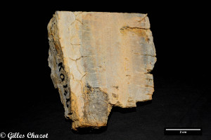 Comb layer dans un filon de carbonatites du Kaiserstuhl