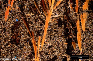 Img0087Cristaux ramifiés de pyroxènes, mésostase de pyroxènes, olivines et verre       
